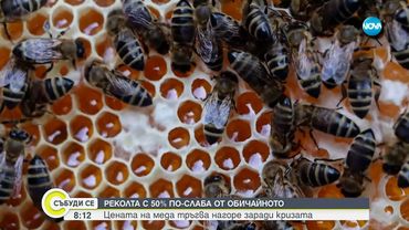 Пчелари отчитат наполовина по-ниски добиви от мед тази година - Събуди се...(17.08.2025)