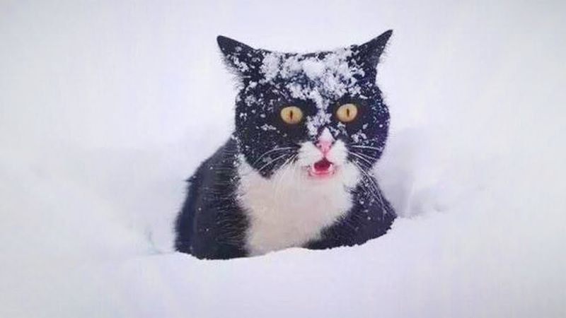 I Can’t Stop Laughing Watching Cats See Snow for the First Time 🤣
