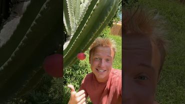 Peruvian Apple Cactus🌵