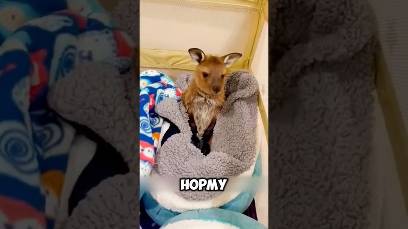 Серьезные проблемы от кенгуру 🦘🫣 #животные #милыеживотные