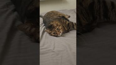 Без перерыва тяжело 🙀😉🤗🤣 #cat #кот #юмор #котушка #приколы #цитаты