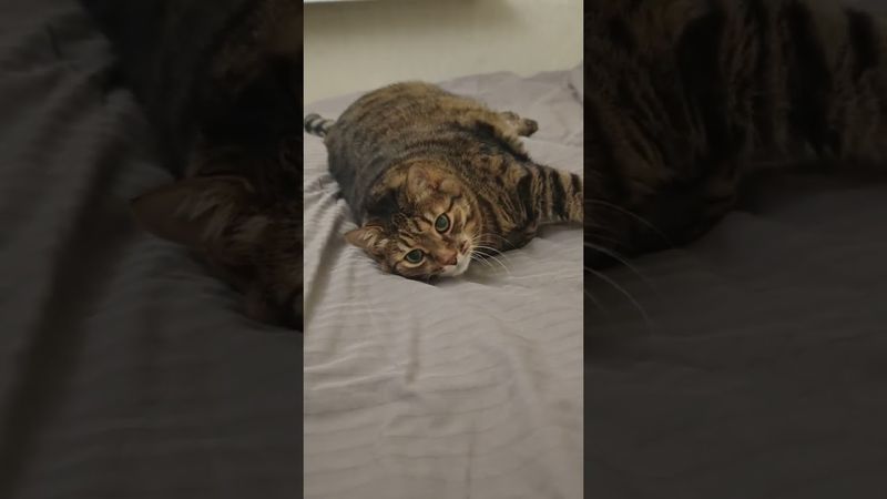 Без перерыва тяжело 🙀😉🤗🤣 #cat #кот #юмор #котушка #приколы #цитаты