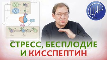 КИССПЕПТИН, стресс, поликистоз и центральные механизмы регуляции менструального цикла. Гузов И.И.