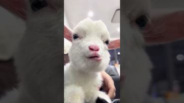 we got a loud chewer over here