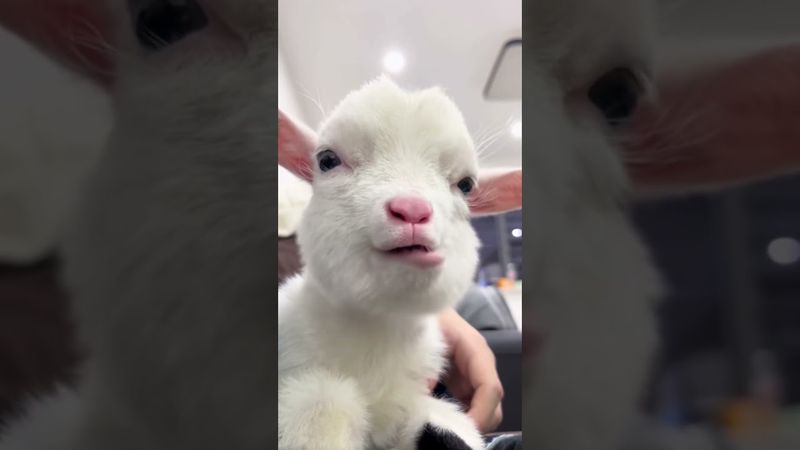 we got a loud chewer over here