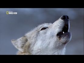Восхождение чёрного волка 'National Geographic HD 2017'