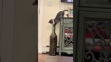 Cats curiosity. #funny #cat #usaus #foryou #funnyvideo #funnycat #fyp