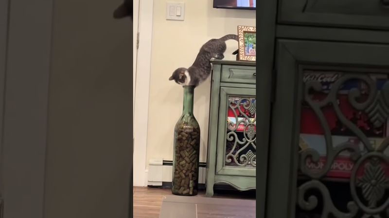 Cats curiosity. #funny #cat #usaus #foryou #funnyvideo #funnycat #fyp