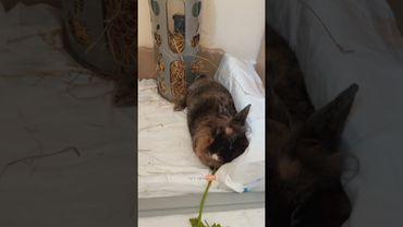 А как знакомитесь вы?)