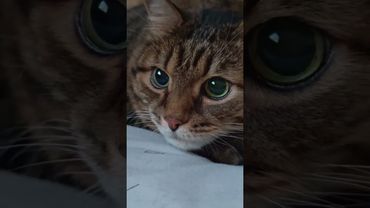 Тело в тонусе 🙀🤔😉🤣 #cat #цитаты #кот #котушка #юмор #прикол