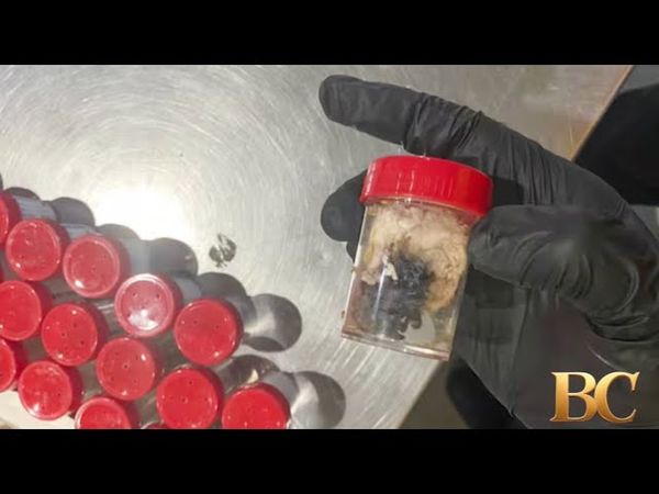 1,500 tarantulas found hidden in cake boxes at German airport