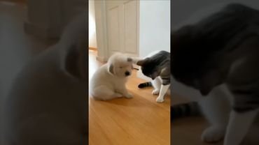 Cat Smacks Puppy Fast… Until Mom Golden Retriever Walks In 😂🐾