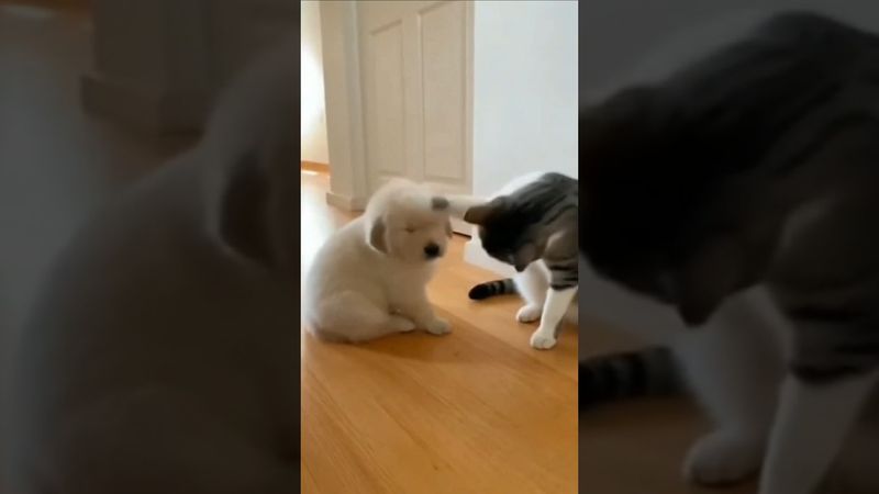 Cat Smacks Puppy Fast… Until Mom Golden Retriever Walks In 😂🐾