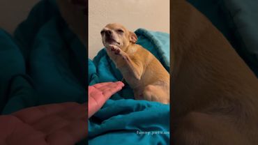 Funny chihuahua #dog#dogvideos #doglover#funnydog#fyp