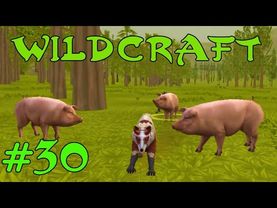 WildCraft Симулятор жизни зверей Онлайн #30 Играем за волков на ферме ОЗВЕРЕВШИЕ СВИНЬИ!