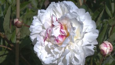 Тысячи пионов зацвели в саду при Мичиганском университете в США