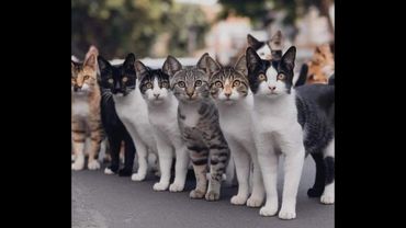 😺 Cats recommend! 🐈 New funny videos of cats and kittens - smile! 😻