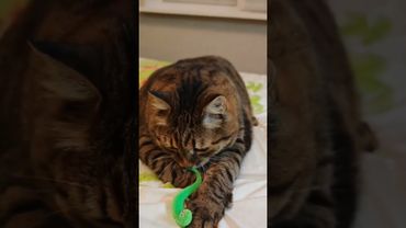 Не клюёт 🎣🙀🤔🤣#cat #кот #юмор #котушка #приколы #цитаты