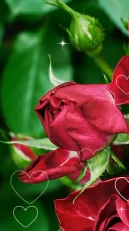 TikTok video #7057288497996107009