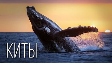 Киты: Великаны Океана | Интересные факты про китов