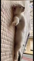 Fanny sleeping cats #cutecat #fannycat #animalsoftiktok 