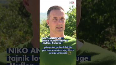 Divlje svinje divljaju po Pelješcu, a štete iza njih su ogromne. 🐗 #HRTDnevnik #divljac #životinje