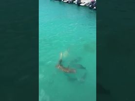 Акулы подплыли близко к берегу 2023 #sharks #angry #babyshark #island #maldives #ocean #sea