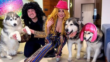 СОБАКИ НЕ УЗНАЮТ НАС В ПАРИКАХ / Хаски танцует DISCO 🤩