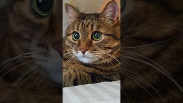 Сила трения 🙀🤔😉🤣 #cat #кот #юмор #котушка #приколы #цитаты