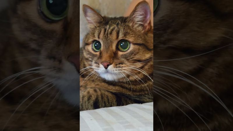 Сила трения 🙀🤔😉🤣 #cat #кот #юмор #котушка #приколы #цитаты