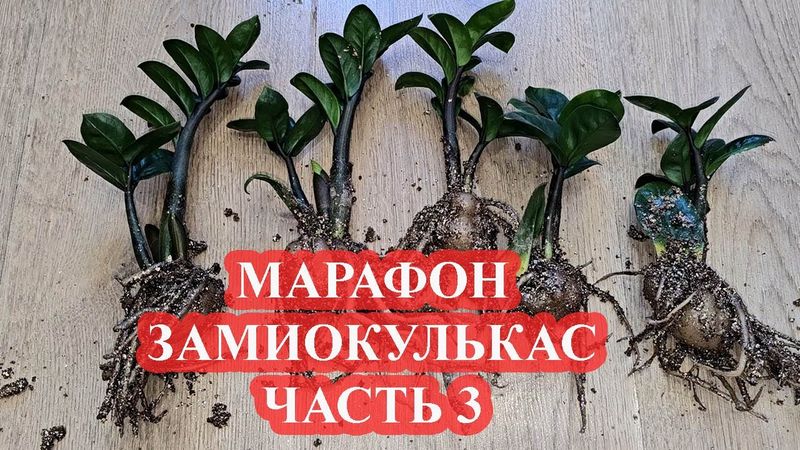 МАРАФОН ЗАМИОКУЛЬКАС Часть 3  подкормки на клубень и зелень и ваши вопросы