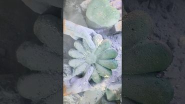 Dusty flower #youtube #relax