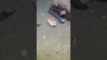 #fishing #diving #crab #catchthesea #seaside #seafood #eel #lobster