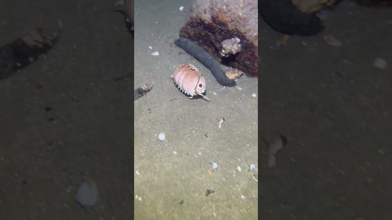 #fishing #diving #crab #catchthesea #seaside #seafood #eel #lobster