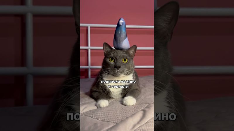 Я И МОИ ПОДПИСКИ