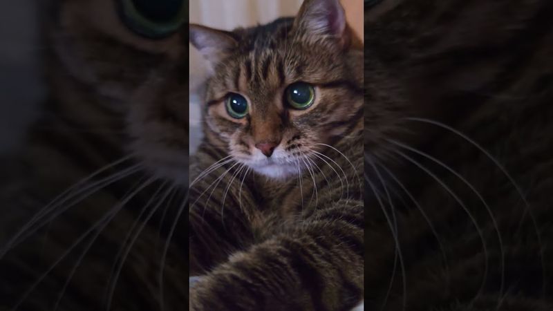 К лучшему 😼🙀😺🤣 #cat #кот #юмор #котушка #приколы #цитаты