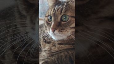 Настоящие герои 🤔🙀😉🤣 #cat #кот #юмор #котушка #приколы #цитаты