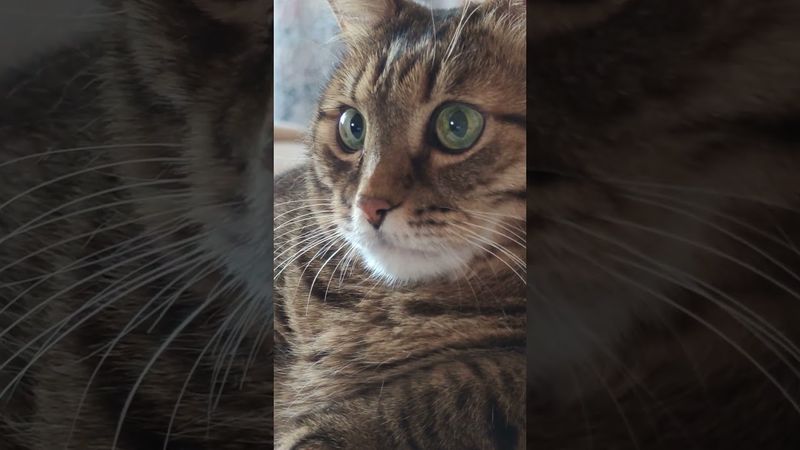 Настоящие герои 🤔🙀😉🤣 #cat #кот #юмор #котушка #приколы #цитаты