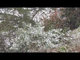 Snow storm hits Mussoorie, turning the landscape white, dumping down a foot deep snowpack mid-winter
