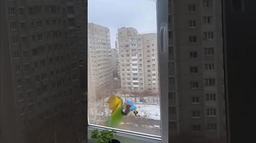 Спасение Попугая от Чайки! 😱