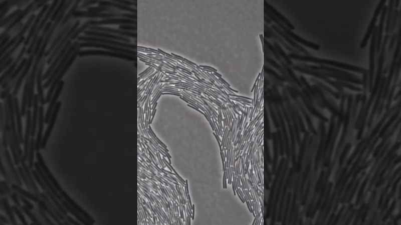 Размножение Бактерий в Геометрической Прогрессии!