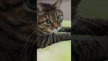 Дома ждут 🤔🙀😉🤣 #cat #кот #юмор #котушка #приколы #цитаты