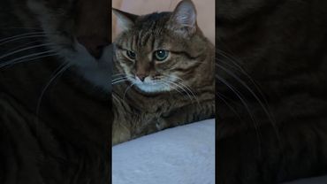 Анекдот 🙀😉🤔🤣 #cat #кот #юмор #котушка #приколы #цитаты