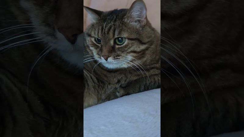 Анекдот 🙀😉🤔🤣 #cat #кот #юмор #котушка #приколы #цитаты