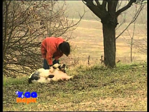 Zoo(18-10-07 21-32-09).mpg