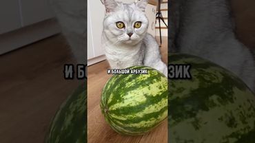 смешные коты - Майя