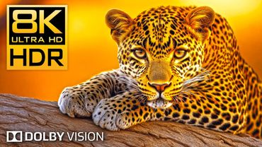 8K VIDEO ULTRA HD 240 FPS - WILD Animals in 8K HDR Dolby Vision