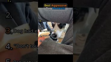 Best Aggressive Dog Moments!! Pt. 4