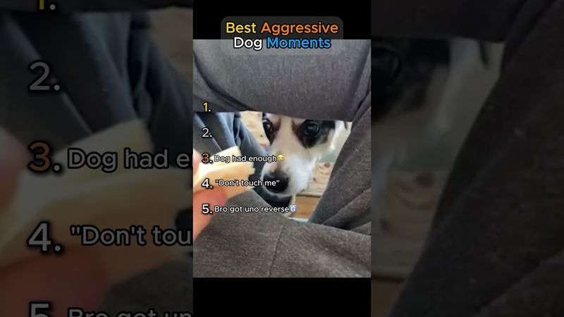 Best Aggressive Dog Moments!! Pt. 4