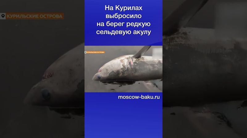 На Курилах выбросило на берег редкую сельдевую акулу